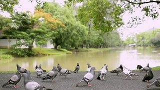 Pigeons in a public park near natural pond