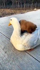 Ce chiot a trouvé sa nouvelle maman... une oie