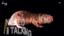 Naked Mole Rats ‘Speak’ Different Languages Just Like Us