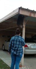 Baboon Strutting Down the Street