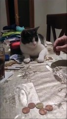 Cat learns a new trick:  Flip a coin