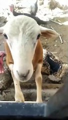 The Peacemaker australian cashmere goat separate Turkey dinner  | Watch it till the end
