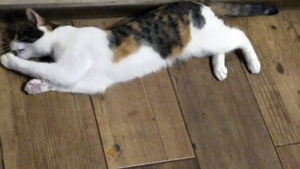 Cat eating olive