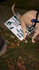 An Ironic Destination for Defecation