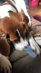 Tải video: Ce chien fait de la musique avec son museau