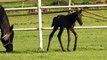 The Horse .A small foal with its mother grazing soft grass