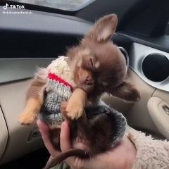 Puppy Chihuahua Sleeps Because of Tiredness