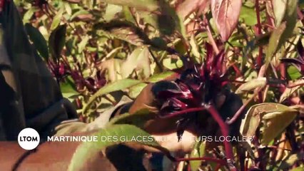 Martinique - Des glaces aux saveurs locales