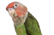 Parrot flies again after diet