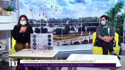 MINI TILT - 29/01/2021 - Connaissez-vous l'interaction entre espèces animales ?