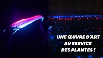 Ce champ de poireaux éclairé par des LEDs est bien plus qu'une œuvre d'art