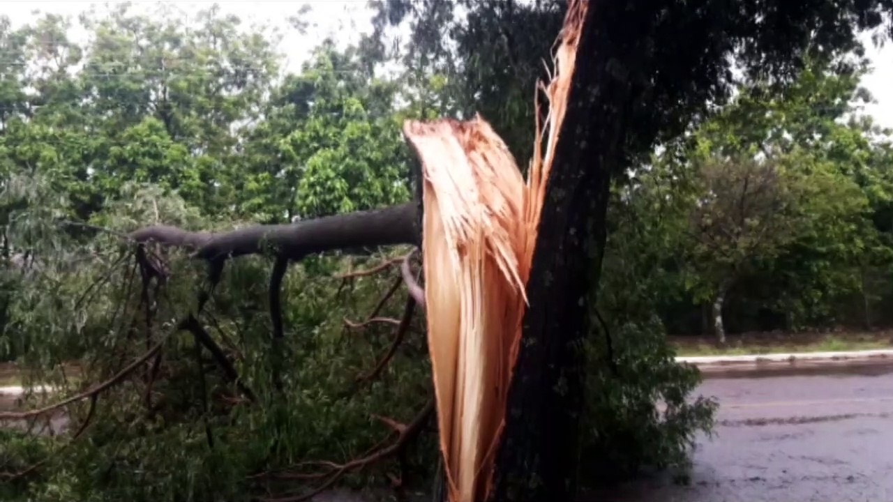 Galho de árvore é arrancado com a força do vento e deixa via parcialmente interditada