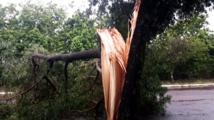 Galho de árvore é arrancado com a força do vento e deixa via parcialmente interditada