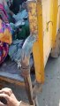 इंदौर निगम की शर्मनाक हरकत, फुटपाथ पर रह रहे बुजुर्गों को गाड़ी में भरकर क्षिप्रा छोड़ने गए कर्मचारी, कथित वीडियो वायरल