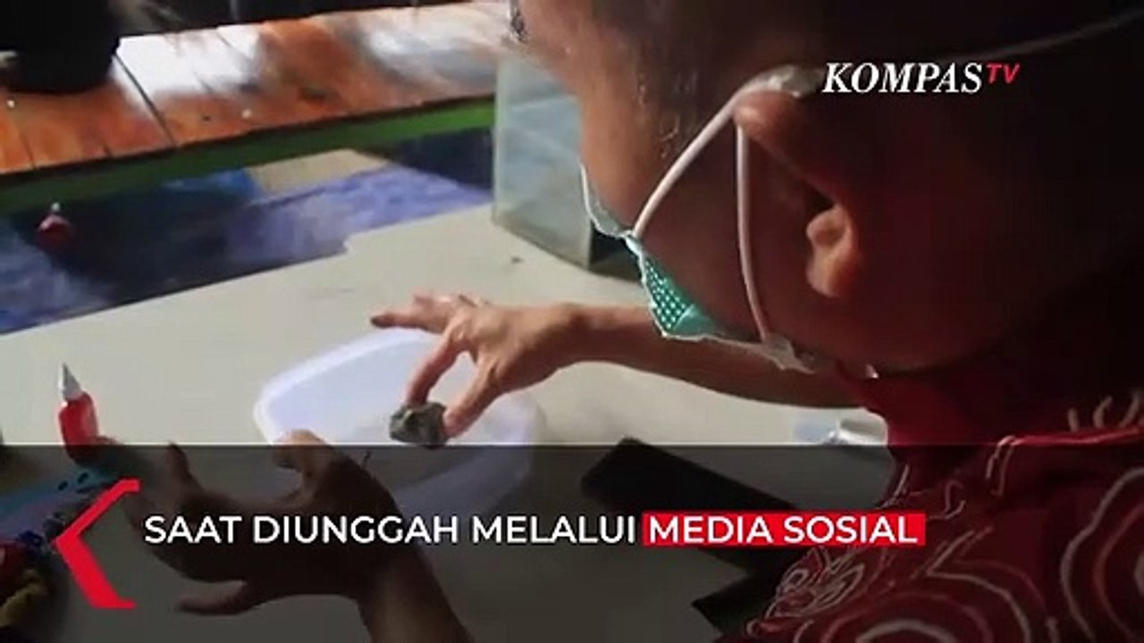 Penampakan Kadal Berkepala Dua Hingga Ditawar Jutaan Rupiah