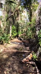 Alligators Block Path Through Florida Everglades