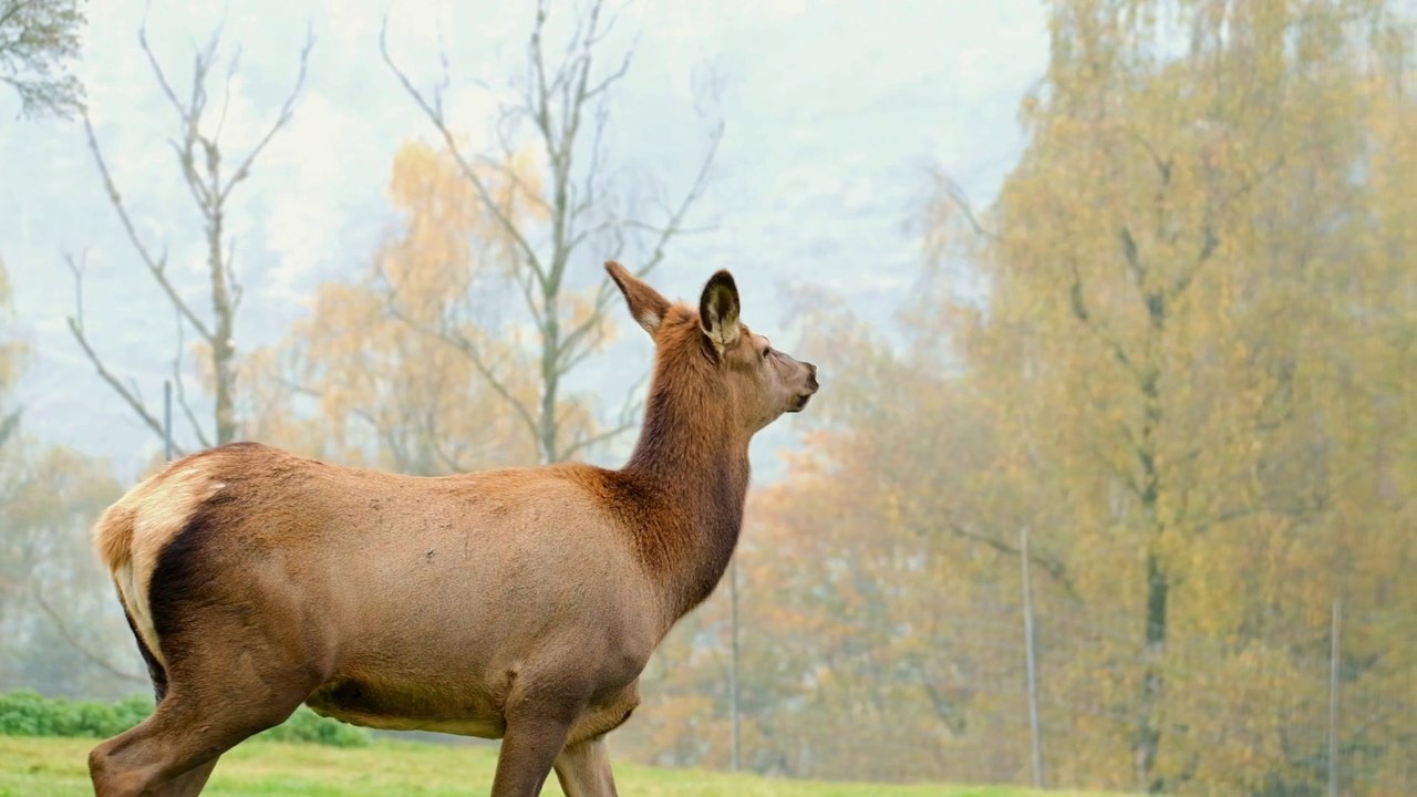 Deer