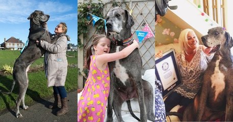 Freddy, le plus grand chien au monde qui mesurait 2,26m, est mort à l'âge de 8 ans