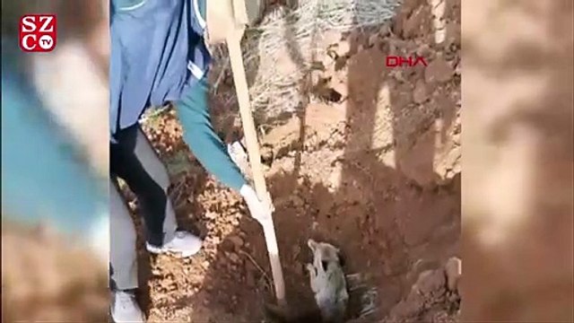 Çöken yuvasında mahsur kalan tilki kurtarıldı