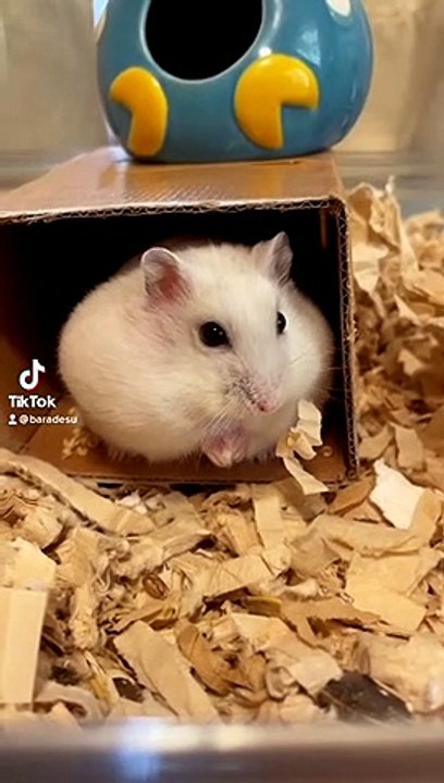 hamster