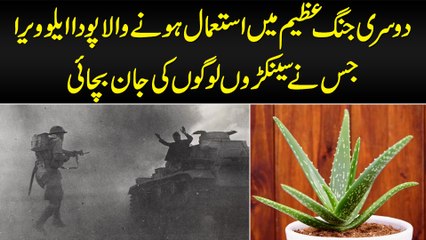World War 2 Me Use Hone Wala Poda  Aloe Vera Jis Ne Buhat Se Logo Ki Jan Bachai - Chiltan Pure