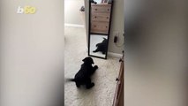 Watch Puppy Attempt to Make Friends With His Own Reflection In the Mirror