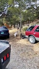 Doggy Has Nervous Encounter With Deer