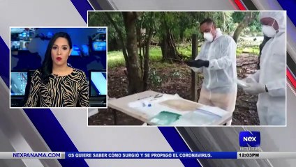 Minsa detecta el primer caso de anta virus en Parita - Nex Noticias