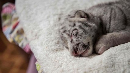 Murió "Nieve", la primera tigresa blanca nacida en cautiverio en Nicaragua