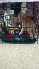 Cette maman chien s'occupe d'un bébé chèvre... adorable