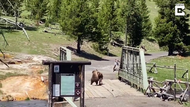 Face à face incroyable entre un ours et un bison