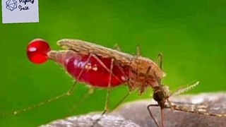 An interesting fact about mosquitoes #shorts #1minvideo #rightlysaid #short_video