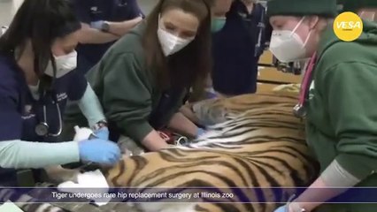 Tiger undergoes rare hip replacement surgery at Illinois zoo