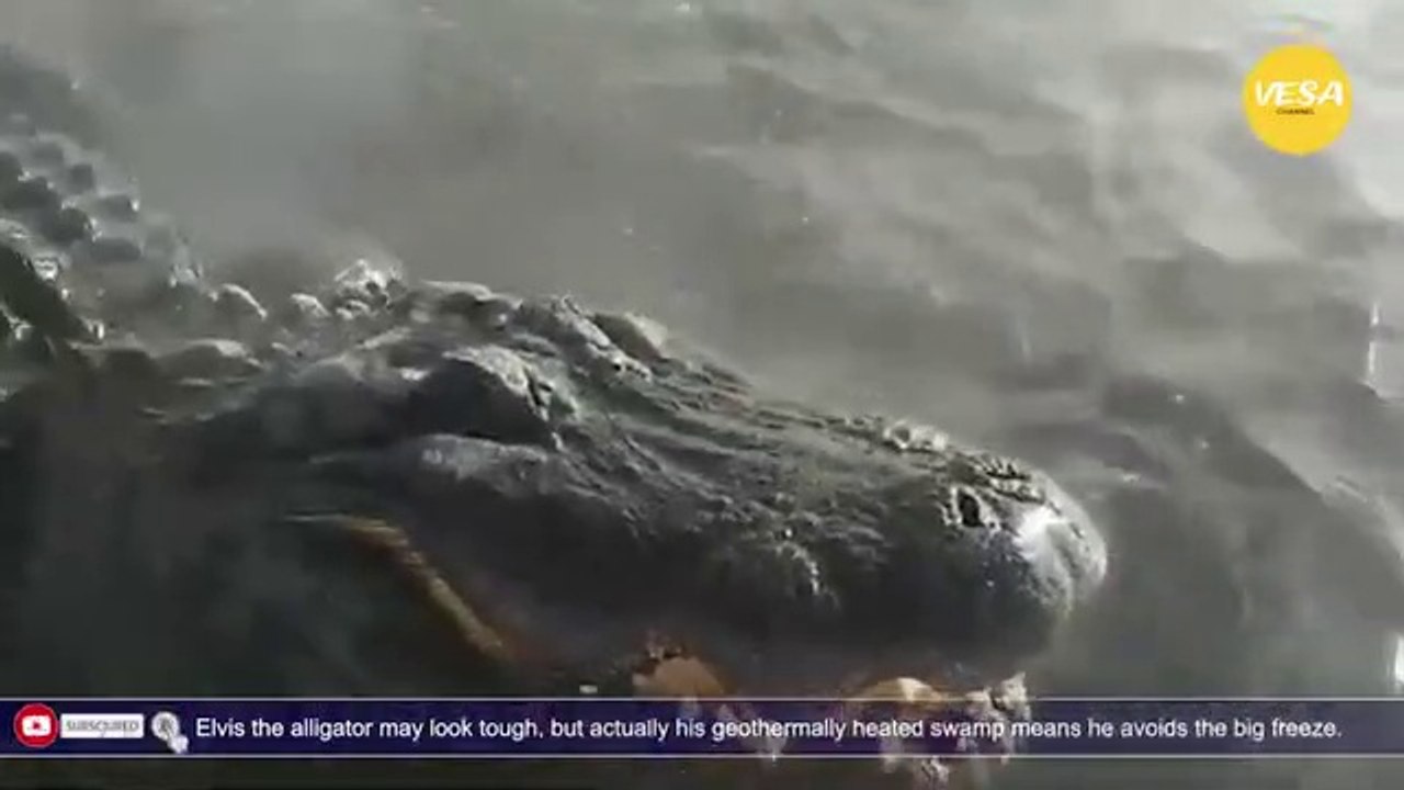 Elvis the alligator may look tough, but his geothermally heated swamp means he avoids the big fr (1)