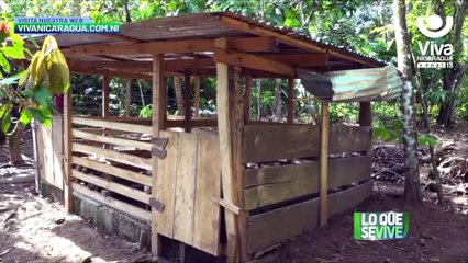 Programa de Inseminación Artificial rinde frutos en Nueva Guinea