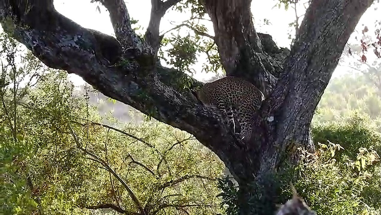 Leopard Playing in the Trees