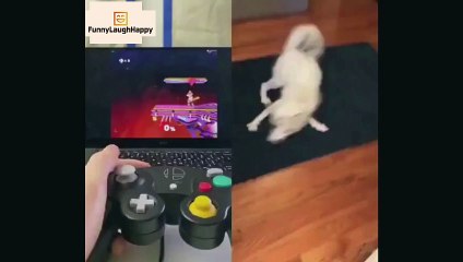 Funny Dog Life imitates Super Smash Bros Fox  Switch Nintendo