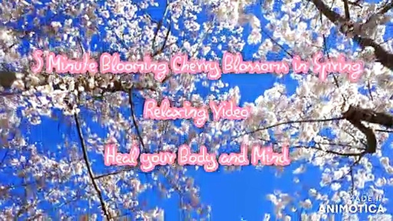 5 Minute Blooming Cherry Blossoms Relaxing Video