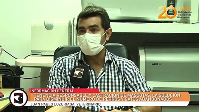 Tenencia responsable y castración de mascotas, la solución para disminuir el número de perros y gatos abandonados