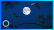 Peneliti Ungkap Cahaya Bulan Purnama Bisa Mengubah Waktu Tidur - TomoNews