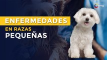 5 enfermedades frecuentes en perros de raza pequeña