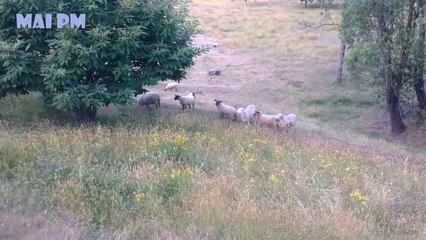 WHat did you do Wrong ! Funniest Animals Scared People Reaction of 2021Weekly #2