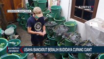 Usaha Bangkrut, Pemuda Ini Beralih Budidaya Ikan Cupang Giant