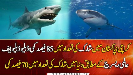 Presence of sharks decline by 85% in Pakistan