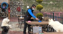 Bu kafenin müşterileri köpekler