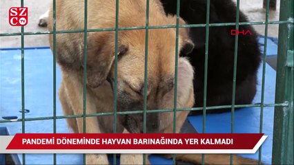 Pandemi döneminde hayvan barınağında yer kalmadı