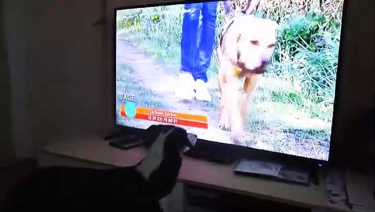 Püppi beim Fernsehen