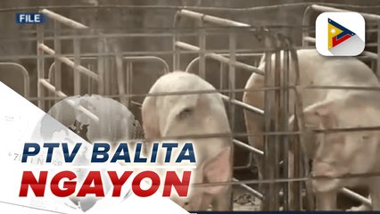 DA, nakikipag-ugnayan sa pagpapababa ng shipment cost ng karneng baboy