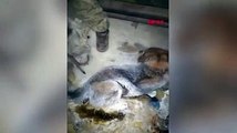 Rusya'da -54 derecede buz tutan köpek böyle kurtarıldı