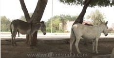 A pair of donkeys on an Indian street